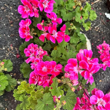 Casa Tajinaste Apartment Tinajo